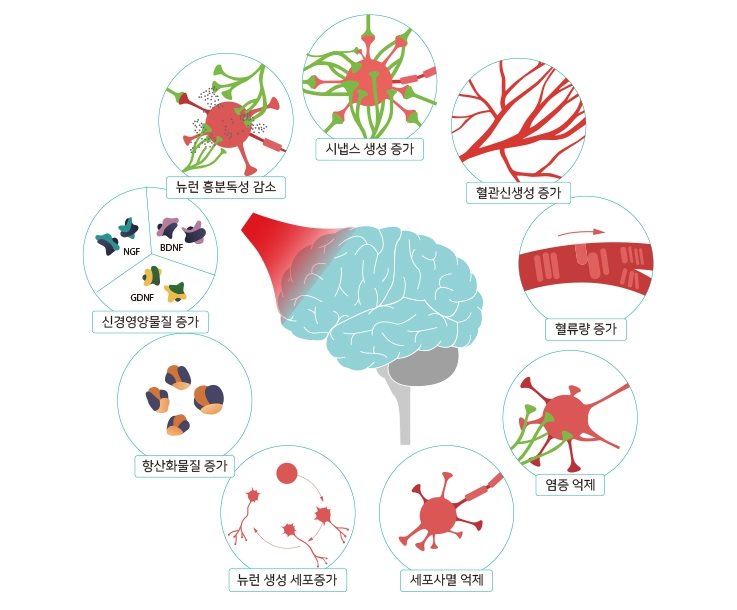 PBM의 세포·신경계 작용 기전